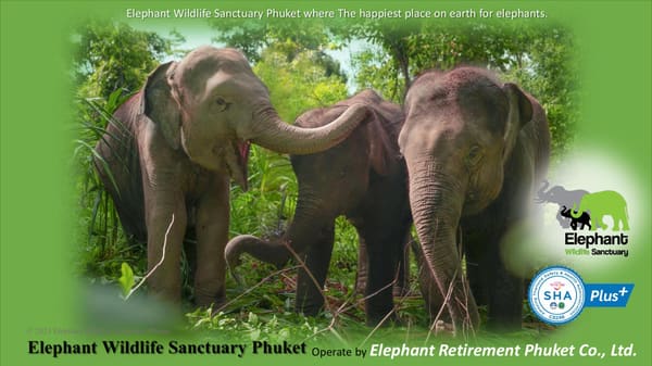 Elephant Care